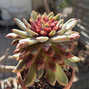 ブラッドスワロー,多肉植物,子株,鉢植え,エケベリア属の画像