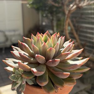 エコー,多肉植物,子株,鉢植え,エケベリア属の画像