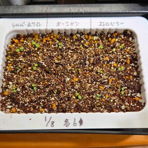 よく咲くペチュニア バカラiQ,種まき,種まきっこの画像