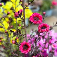 ギョリュウバイ,花のある暮らし,今日のお花,自宅にて,エントランスの画像