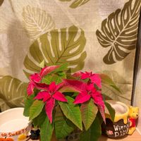 プリンセチア,バス/トイレの画像