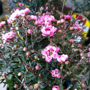 ギョリュウバイ,ギョリュウバイ,ギョリュウバイ（御柳梅）,花言葉,今日のお花の画像