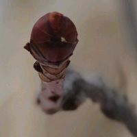 アセビ,センニンソウ,トチノキ,アセビ（馬酔木）,センニンソウ（仙人草）の画像