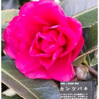 寒椿,山茶花(さざんか）,ステキ☆,癒し…♡,か〜わい〜の画像