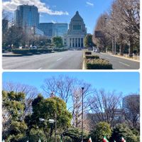 ツツジ,銀杏並木,ユリノキ,スイセン(水仙),スイセン(水仙)の画像