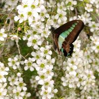 エリカ,エリカ,エリカ,ギョリュウバイ,ギョリュウバイの画像