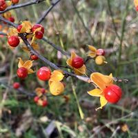 ツルウメモドキ,ツルウメモドキ(蔓梅擬),日光だいや川公園,ウォーキング,散策路の画像