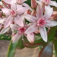 カネノナルキ,カネノナルキ,カネノナルキ,ハナカンザシ,ハナカンザシの画像