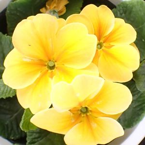 プリムラ,プリムラ,鉢植え,軒下の画像