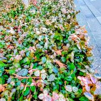 ハツユキカズラ,信楽焼,東京国際フォーラム,有楽町駅の画像