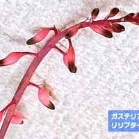 ガステリア リリプターナ(子亀姫),ガステリア,ガステリア属,植物男子ベランダー,リリプターナの画像
