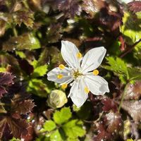 ダンコウバイ,バイカオウレン,山野草,植栽,春の兆しの画像