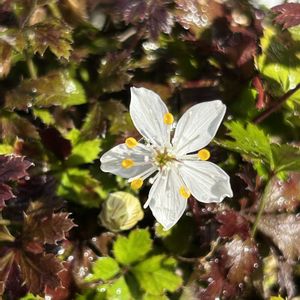 ダンコウバイ,バイカオウレン,山野草,植栽,春の兆しの画像