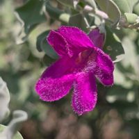 レウコフィラム,季節の花,咲くやこの花館,季節の風物詩,四季の彩りの画像
