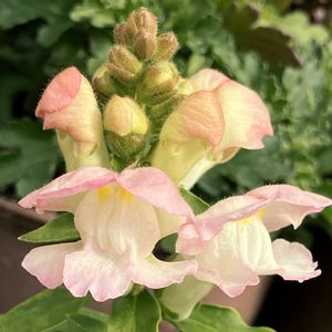 癒し,#ガーデニング,エクステリアの画像