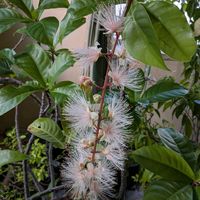 サガリバナ,熱帯植物,沖縄,横浜の画像