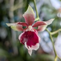 オンシジウムの画像