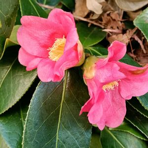 ツバキ,侘助,シェードガーデン,日陰の庭,庭の画像