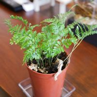 トキワシノブ,トキワシノブ,観葉植物,シダ植物,室内組の画像