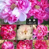 ボタン,牡丹 島錦,キュンキュン乙女倶楽部,上野東照宮ぼたん苑,キュンキュン乙女倶楽部No.183の画像