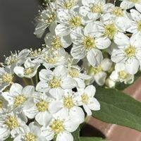 コデマリ,癒し,花のある暮らし,応援花❤️,❤️M.family❤️の画像