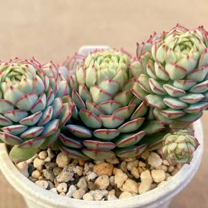 リトルレッドボート,多肉植物,エケベリア属,多肉中毒,エケベリア女子の画像