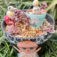 ハナキリン,胡蝶の舞,トリカラー,オキシカルジウム・ブラジル,セダム属の画像