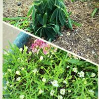 ルピナス,かすみ草,花のある暮らし,GSに感謝。,わんこと暮らすの画像