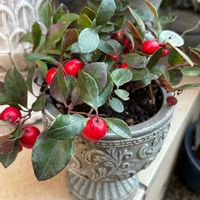 エリカ,ミニバラ,チランドシア,チェリーベリー,お花の画像