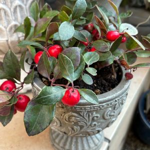 エリカ,ミニバラ,チランドシア,チェリーベリー,お花の画像