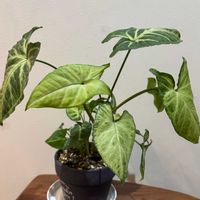 シンゴニウムの画像