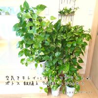 ポトス,ポトス,ゴールデンポトス,ゴールデンポトス,観葉植物の画像