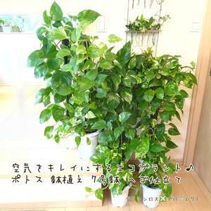 ポトス,ポトス,ゴールデンポトス,ゴールデンポトス,観葉植物の画像