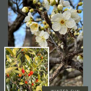 ウメ,クチナシ,旅行先,冬の京都の画像