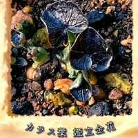 オレガノ,ギョリュウバイ,迎春花（黄梅）,姫立金花(烏葉),ヤマボウシの冬芽の画像