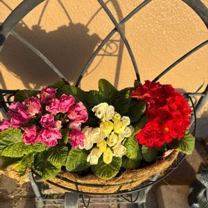 アマリリス,シクラメン,スイセン,スイセン,ストレプトカーパスの画像