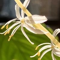 オリヅルラン,咲いた！,晴れた日,窓辺の画像