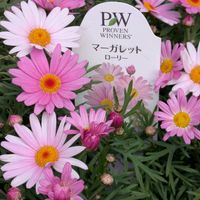 サザンカ,サザンカ,マーガレット,マーガレット,マーガレットの画像