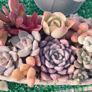 エケベリアいろいろ,多肉植物,多肉植物寄せ植え,多肉寄せ植え,エケベリア属の画像