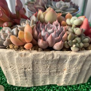 エケベリアいろいろ,多肉植物,多肉植物寄せ植え,多肉寄せ植え,エケベリア属の画像