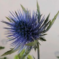 ローズゼラニウム,ロータスブリムストーン,エリンジウム,ラゴディア・ハスタータの画像