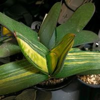 Gasteria,ガステリア 属,ガステリア交配種,多肉植物,ガステリアの画像