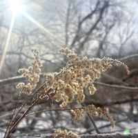 コスモス,コスモス,樹氷,樹氷,秋桜の画像
