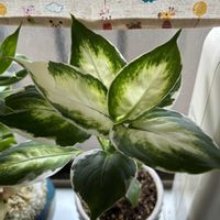 シンゴニウム,バンブー,デヘンバキア クールビューティ,デヘンバキア クールビューティ,うどん県人会の画像