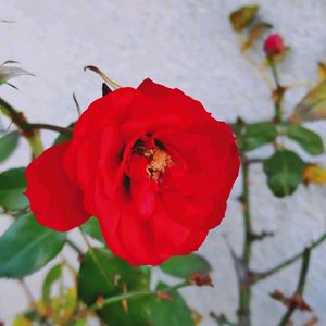 ミニバラ,ギョリュウバイ,お出かけ先にて,今日のお花,月曜日にはバラをの画像