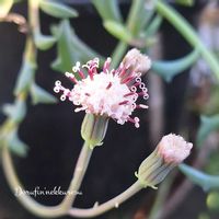 ドルフィンネックレス,しぞーか勢,バラと夢CLUB,おうち園芸,キュンキュン乙女倶楽部No.289の画像