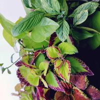 コリウス,ポトスライム,斑入りペンタス,斑入りペンタス・サマースターの画像