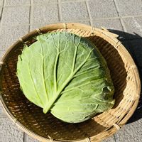 キャベツ,癒し,笑顔になれる♪,家庭菜園の画像