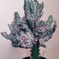 マハラジャ,ユーフォルビア マハラジャの画像