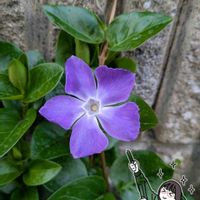 ツルニチニチソウ,大人の着せ替え人形,大人の着せ替え人形,お散歩ちゃんキーホルダー,お散歩ちゃん広報委員会の画像